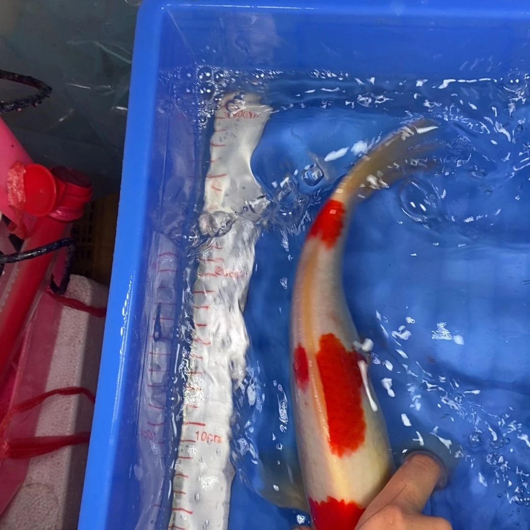 锦鲤冷水锦鲤包邮
