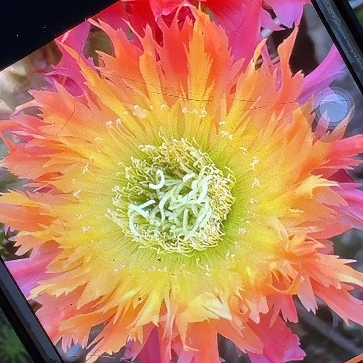 112侧芽5公分左右毛花柱