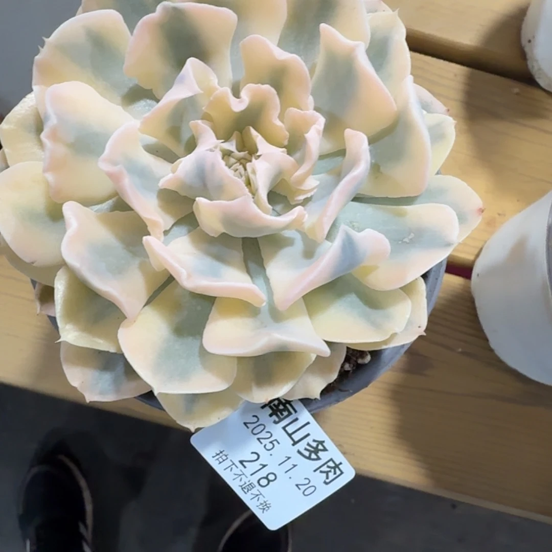 Z***k利比里亚锦111120-218