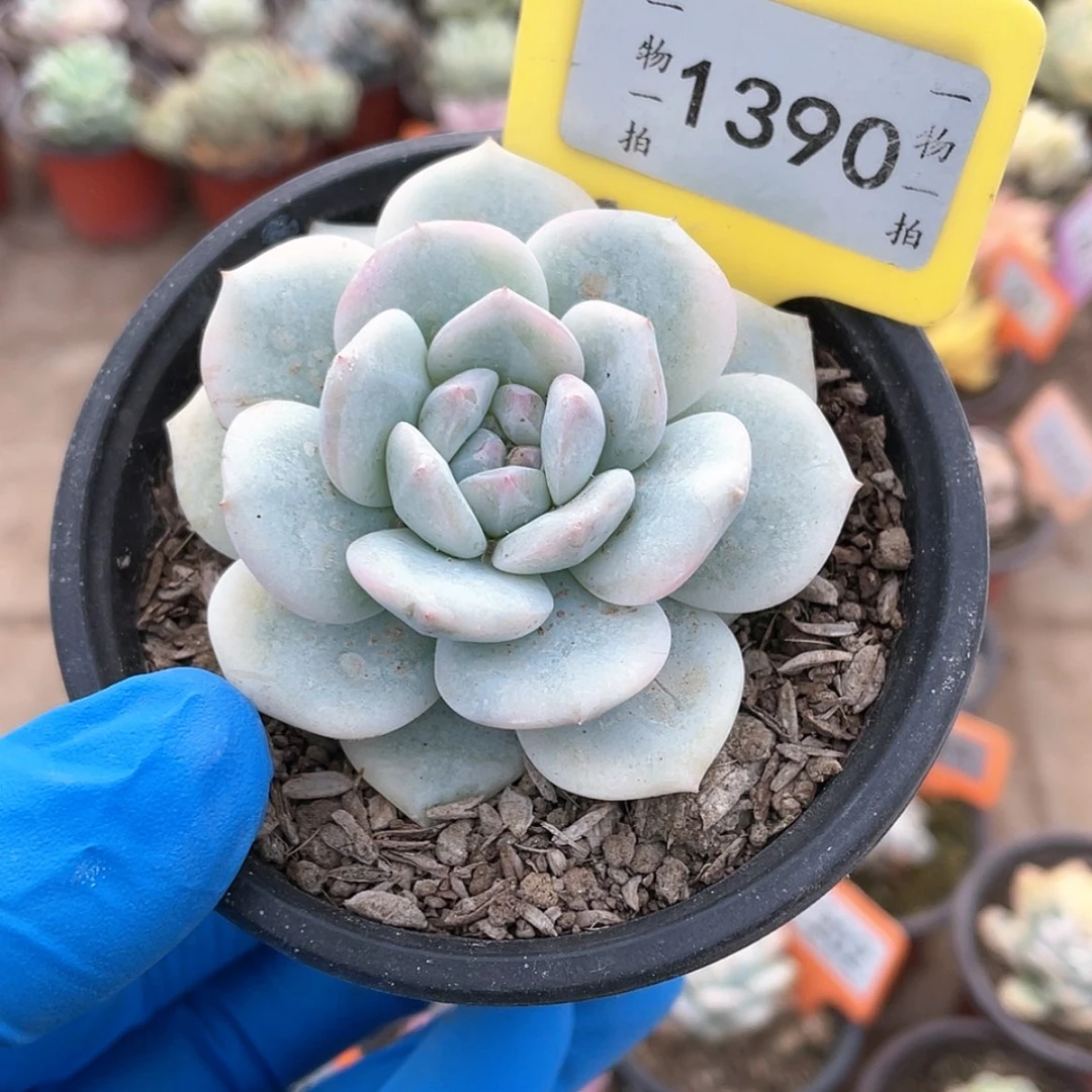 【闪购商品】1390号