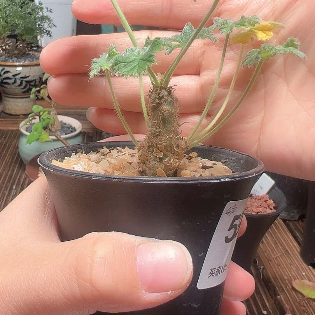 哥特斯洋葵带盆发货