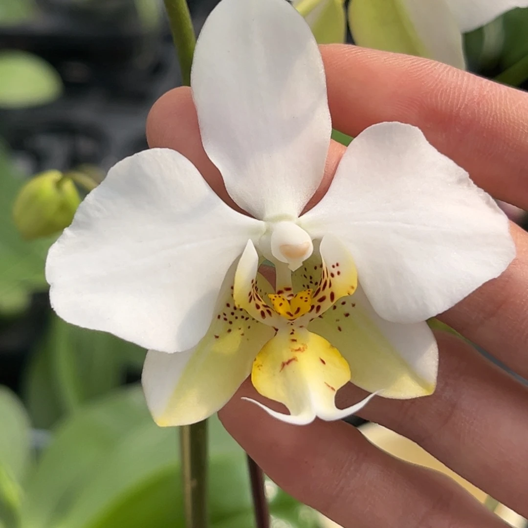 完全开放2.5寸英特交黄史开花株