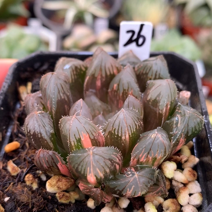 赤斑玉露锦，带盆发货