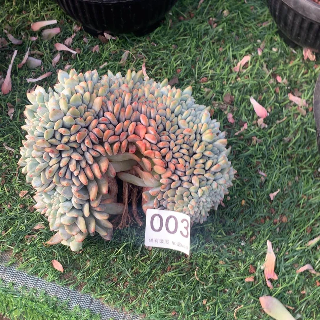 003橙子111111111微瑕