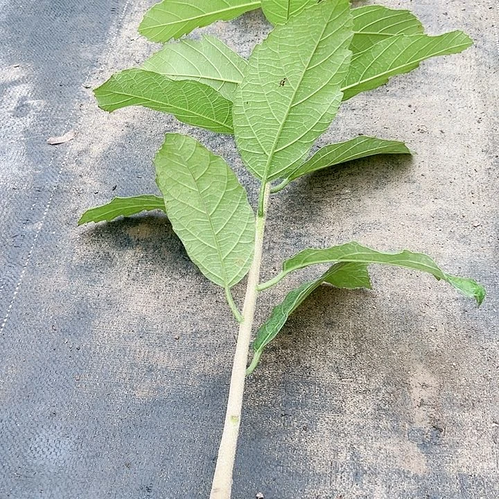 比***哥羊羔毛25667689999999