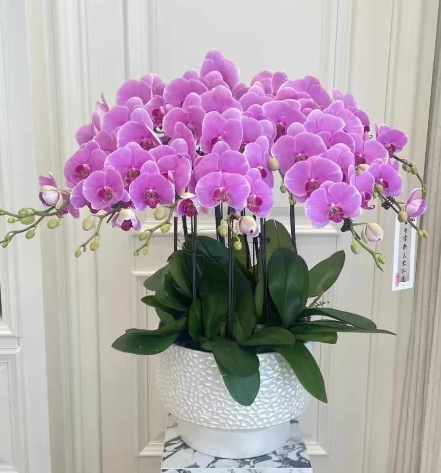 蝴蝶兰盆栽高档轻奢礼品开业乔迁庆典生日节日客户领导同城闪送ZB