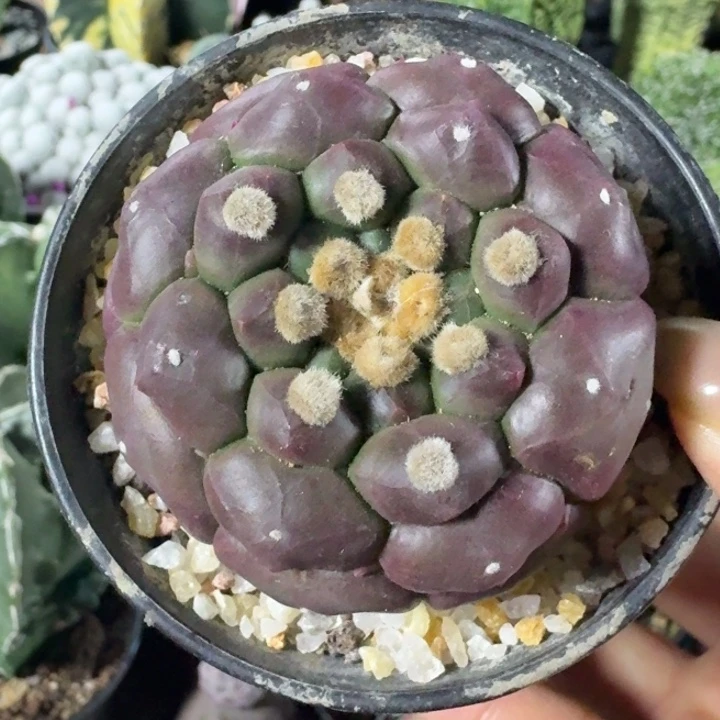 无花朵紫皮龟甲兜