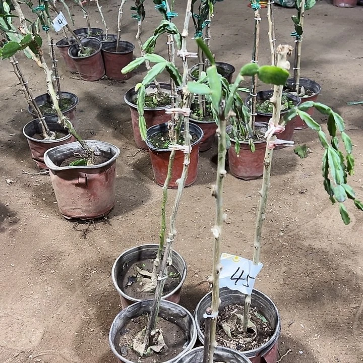 叶仙嫁接一层四颗脱盆发货无售后编号45