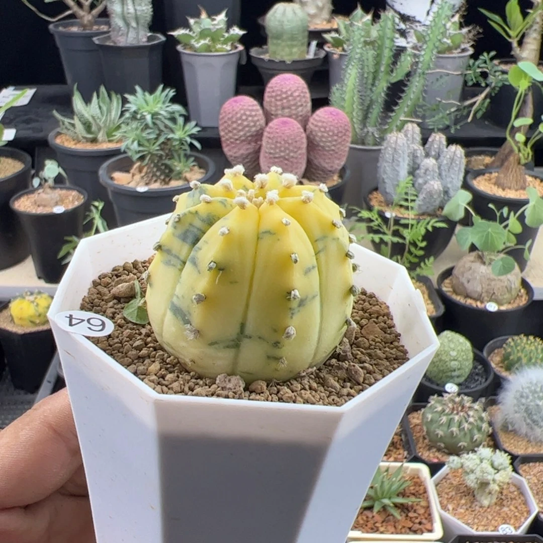 兜锦实生一物一拍带盆发