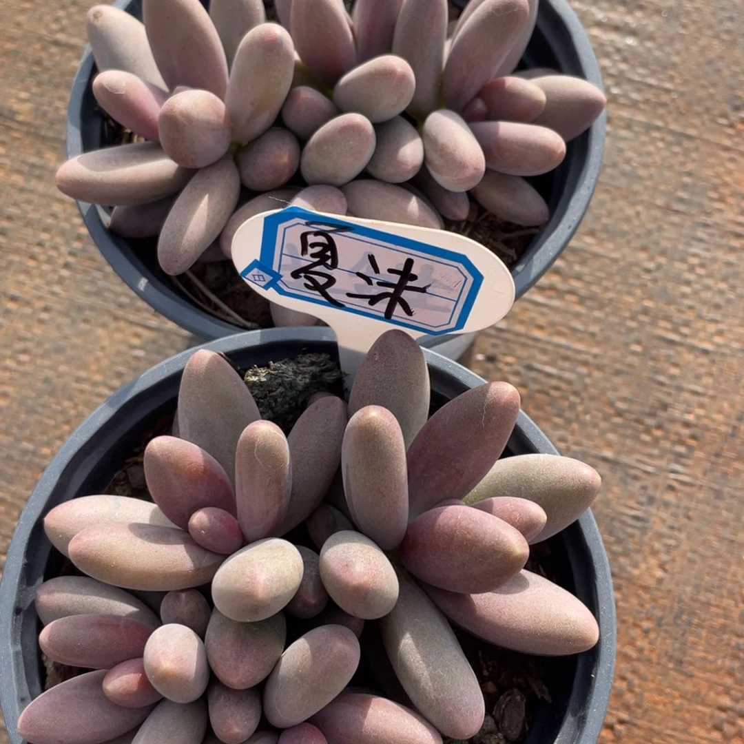 ?****?姐姐我认识一个很可爱
