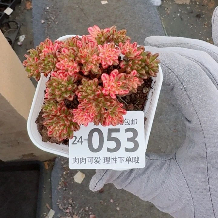 小人祭锦多肉植物多肉植物多肉