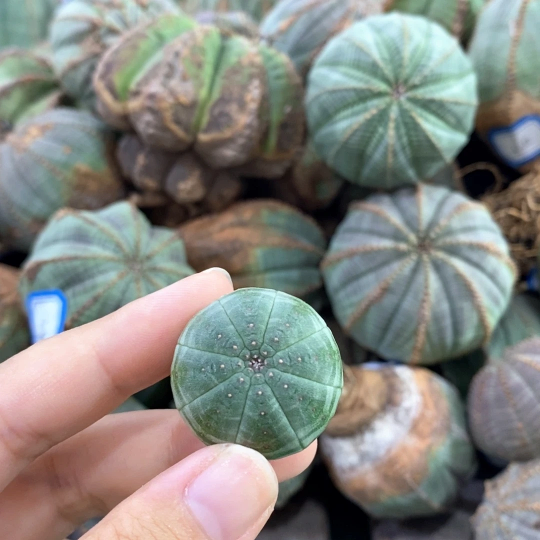 欧系实生布纹球 一物一拍