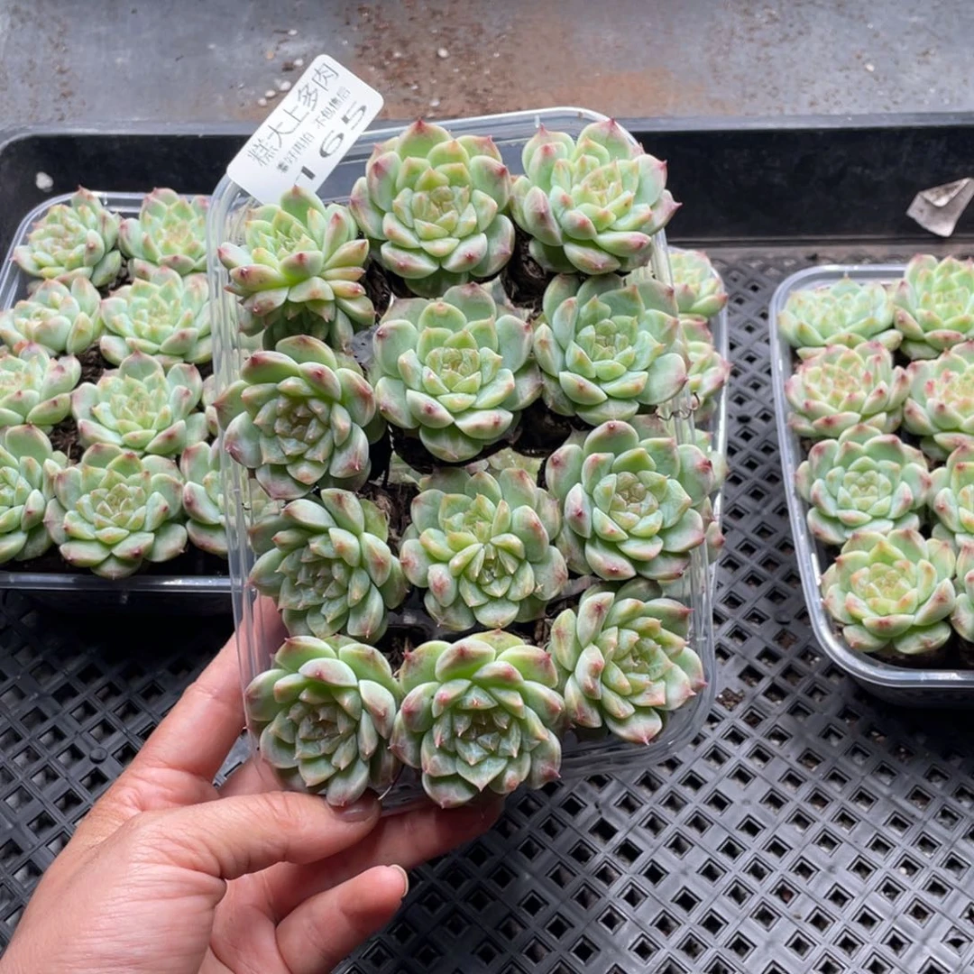糕大上多肉植物165