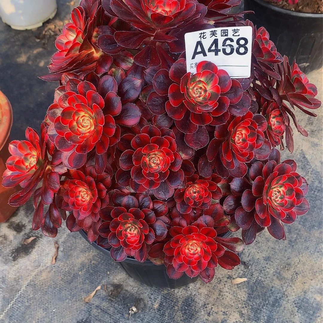 468多肉法师香奈儿