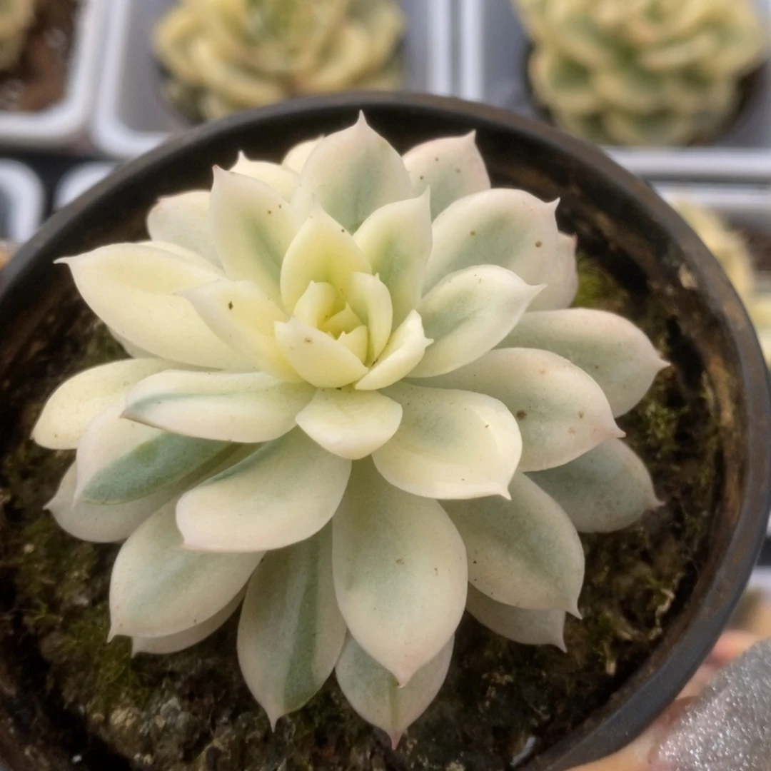 674火焰杯锦锦锦锦锦锦