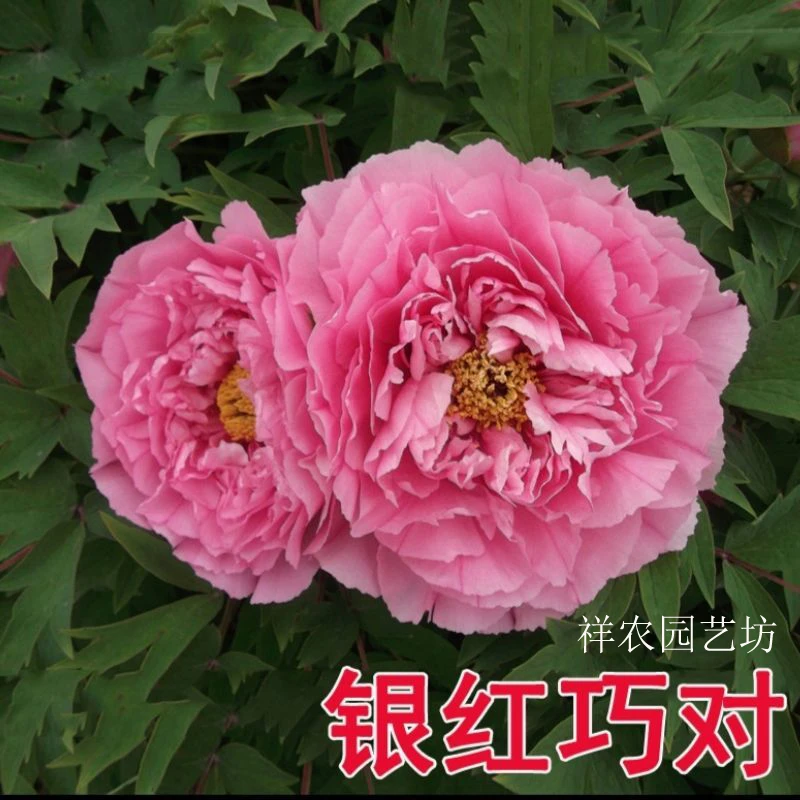 办公室阳台(牡丹花)庭院盆栽绿植花卉大厅观赏盆栽花植物室内盆景