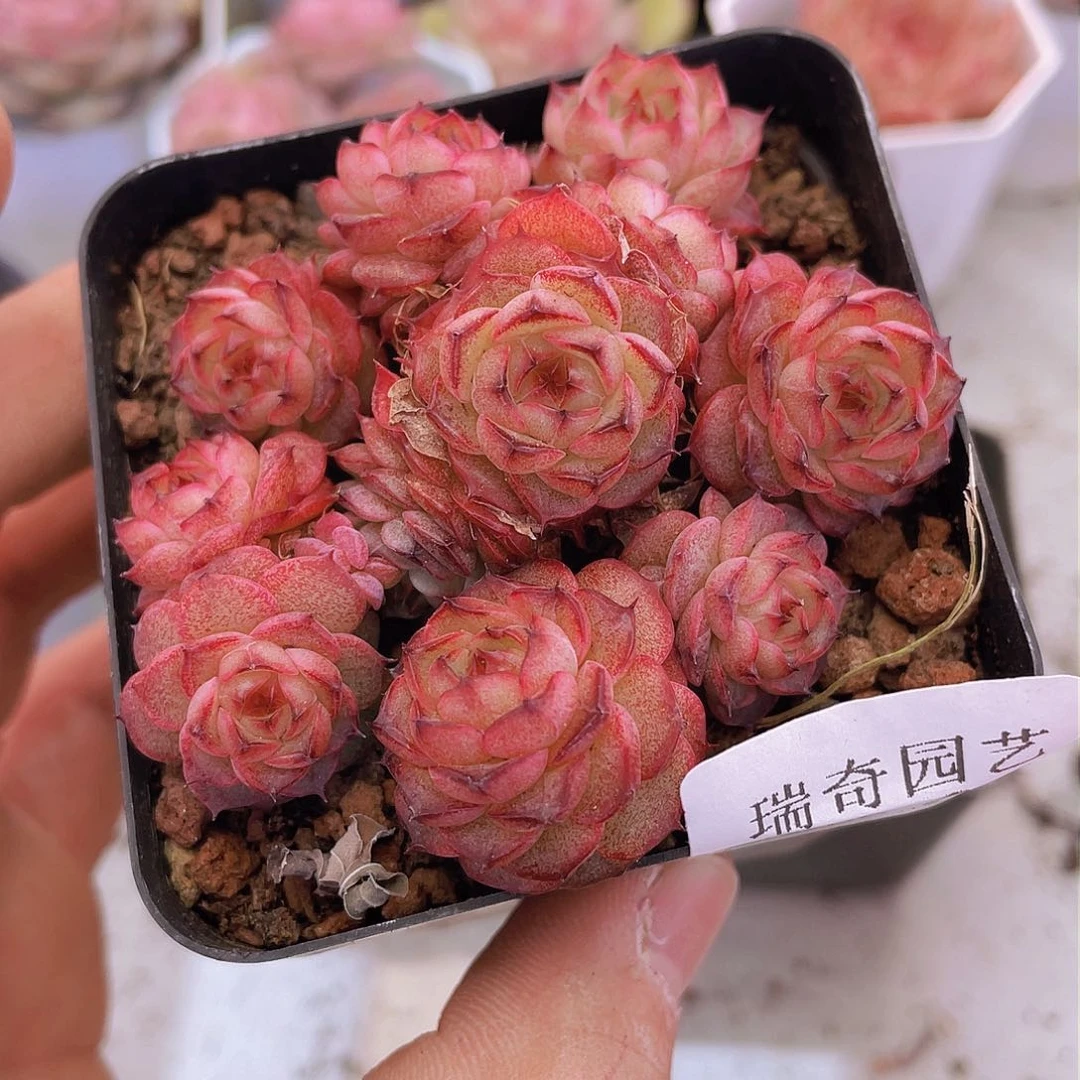 00000000000000004量拍