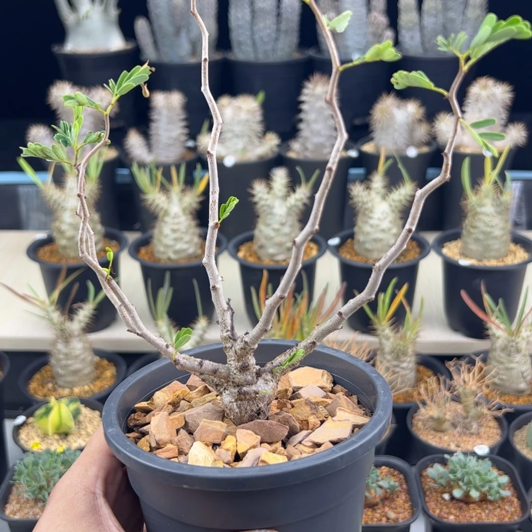 沙漠苏木实生一物一拍