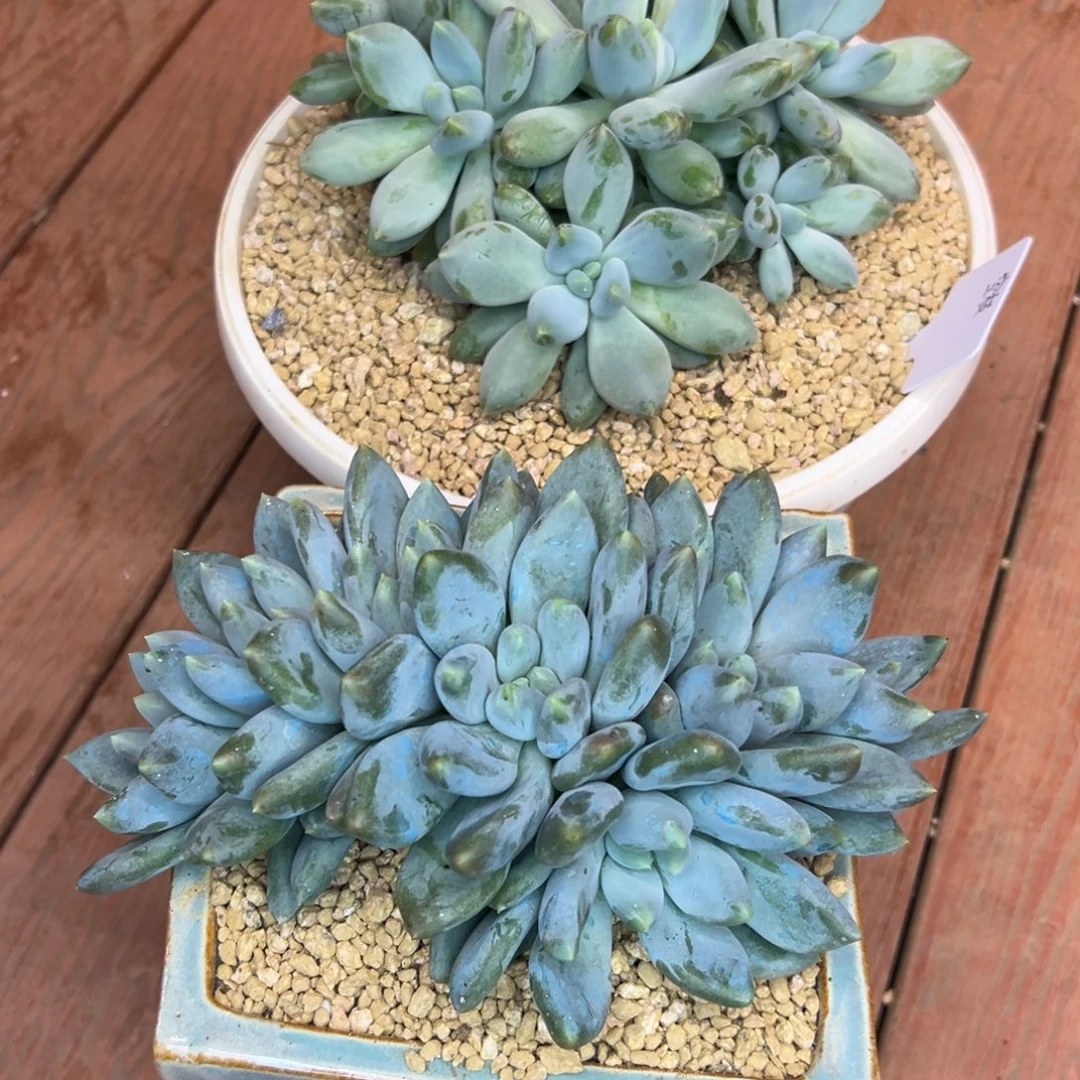 空***。2颗胖体哥特萝莉，一物一拍