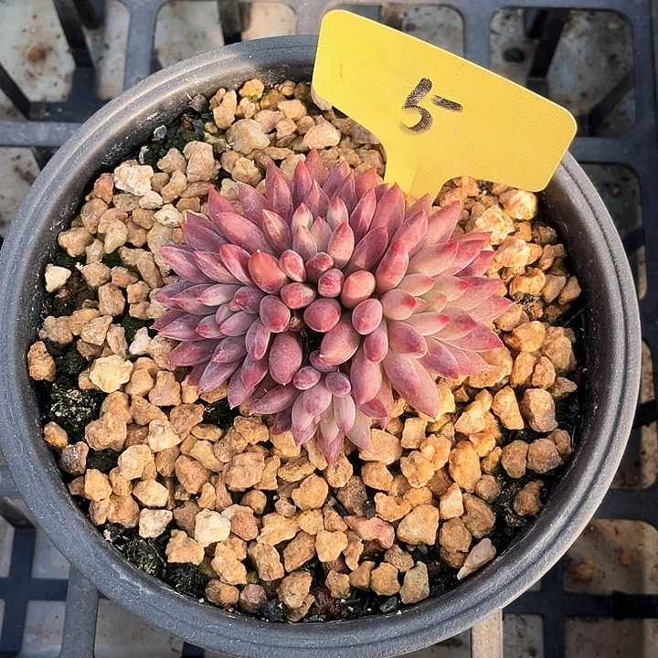 车厘子5号码牌子的话题了