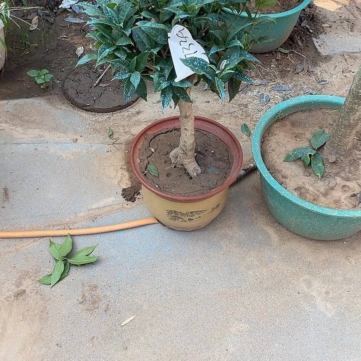 当前无花栽培后可以开花