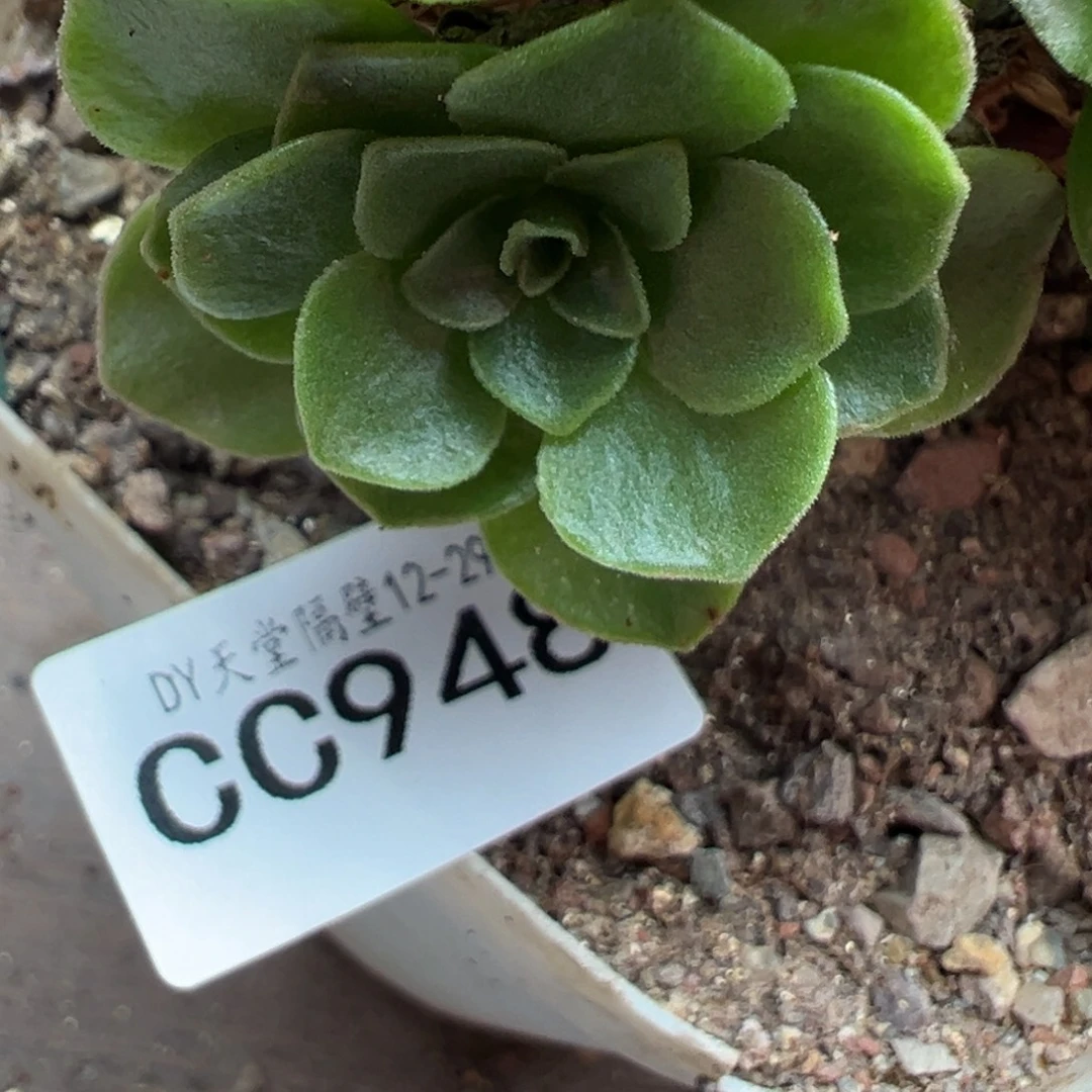 陈陈948飞天倾城腺体侧芽
