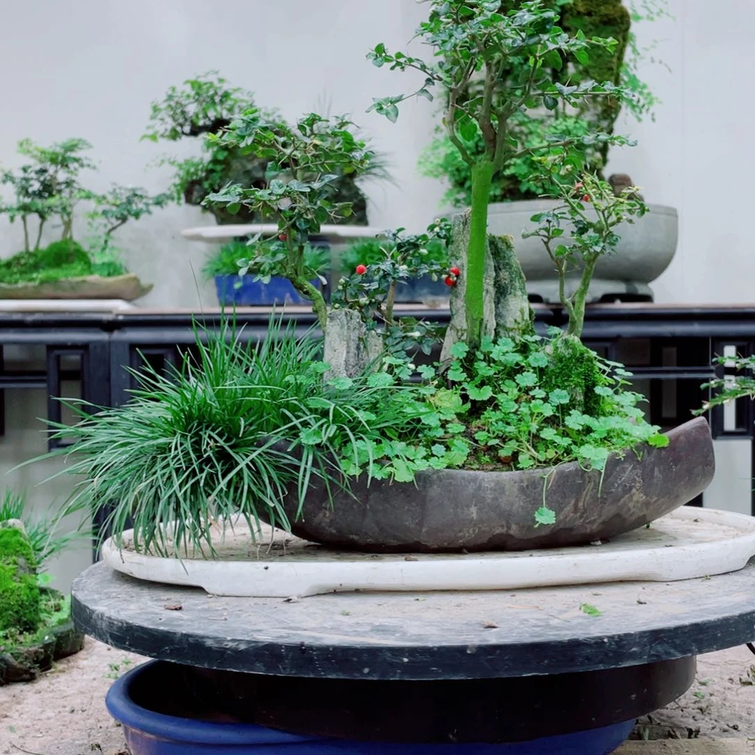 无铅玻璃c****e铁线蕨等植物为主的