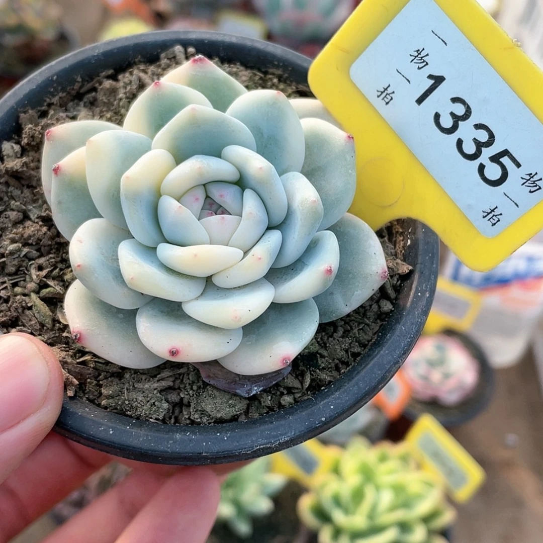 【闪购商品】1335号