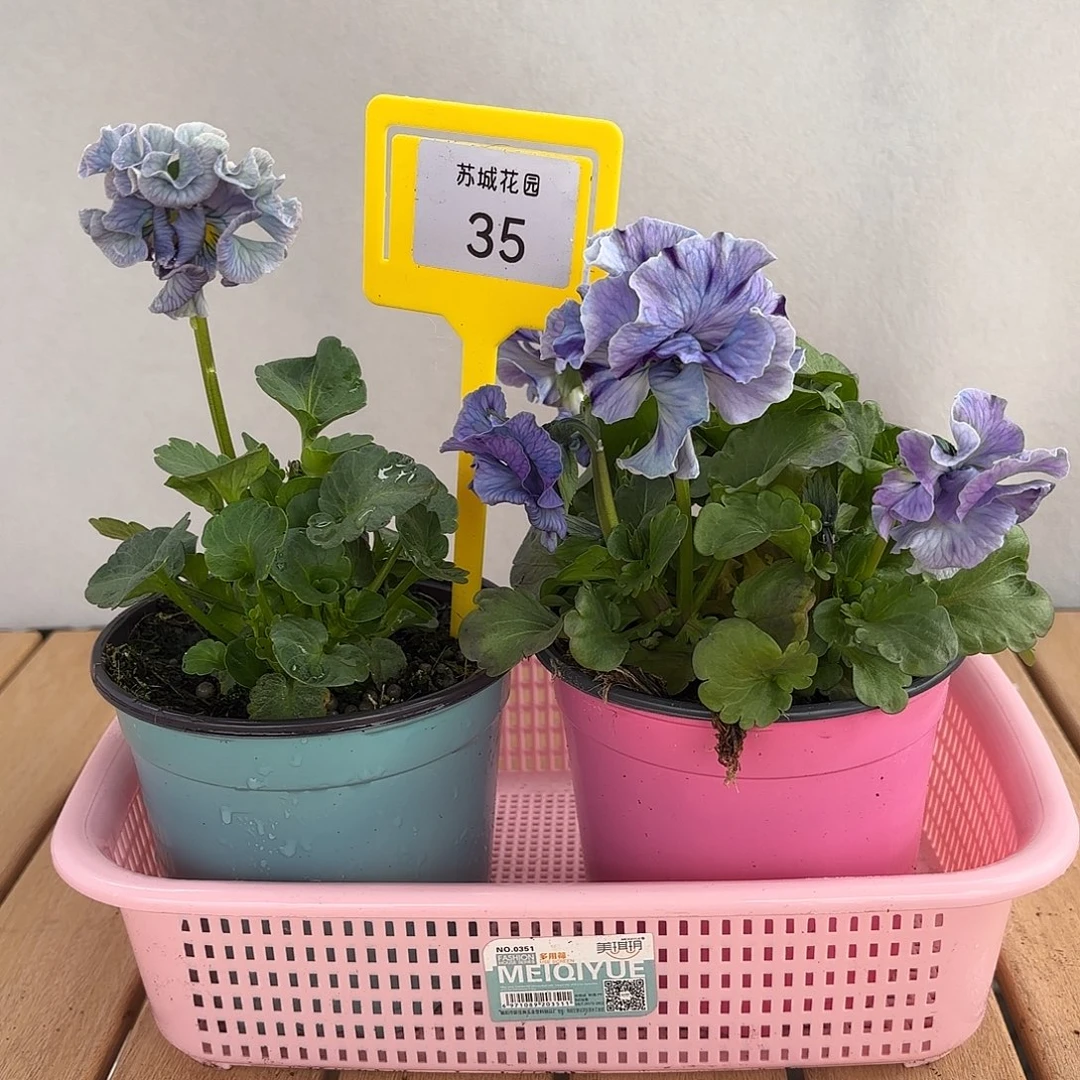 大部分开放少量花苞35