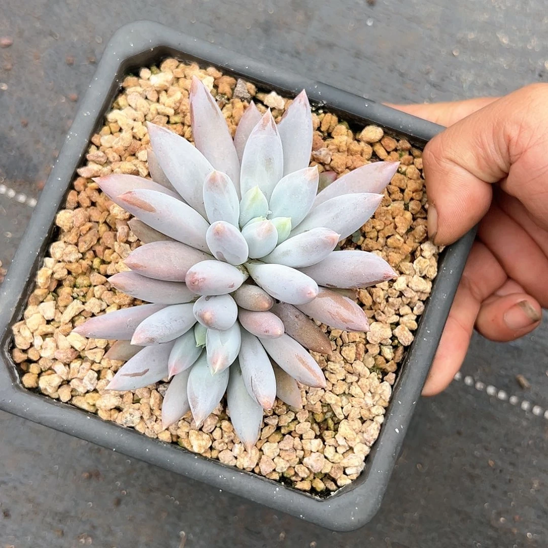 【闪购商品】哥特老桩