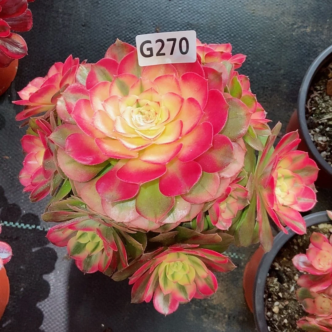 红陶270荔枝3冠服18