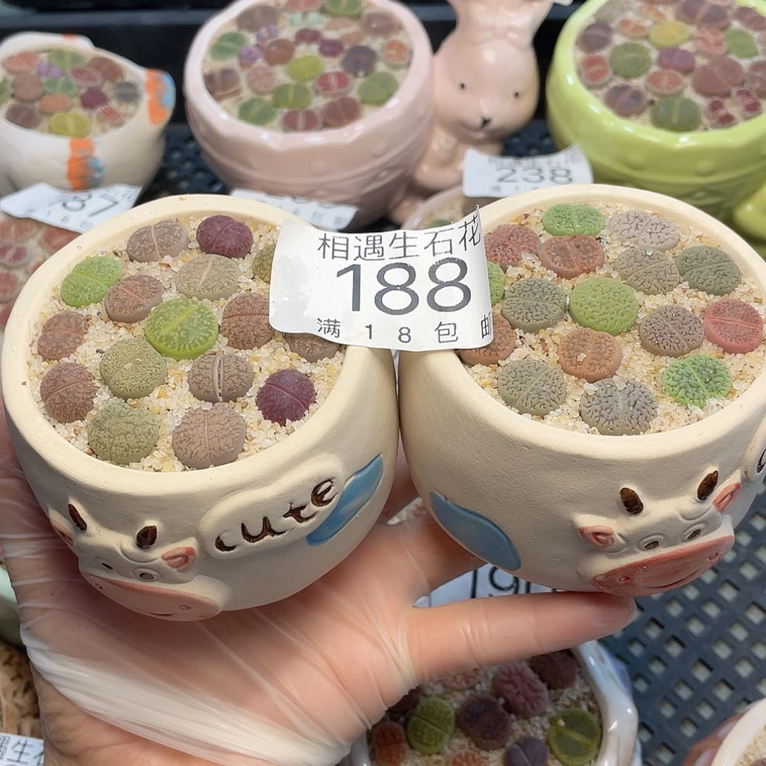 ?****?相遇下播福利188