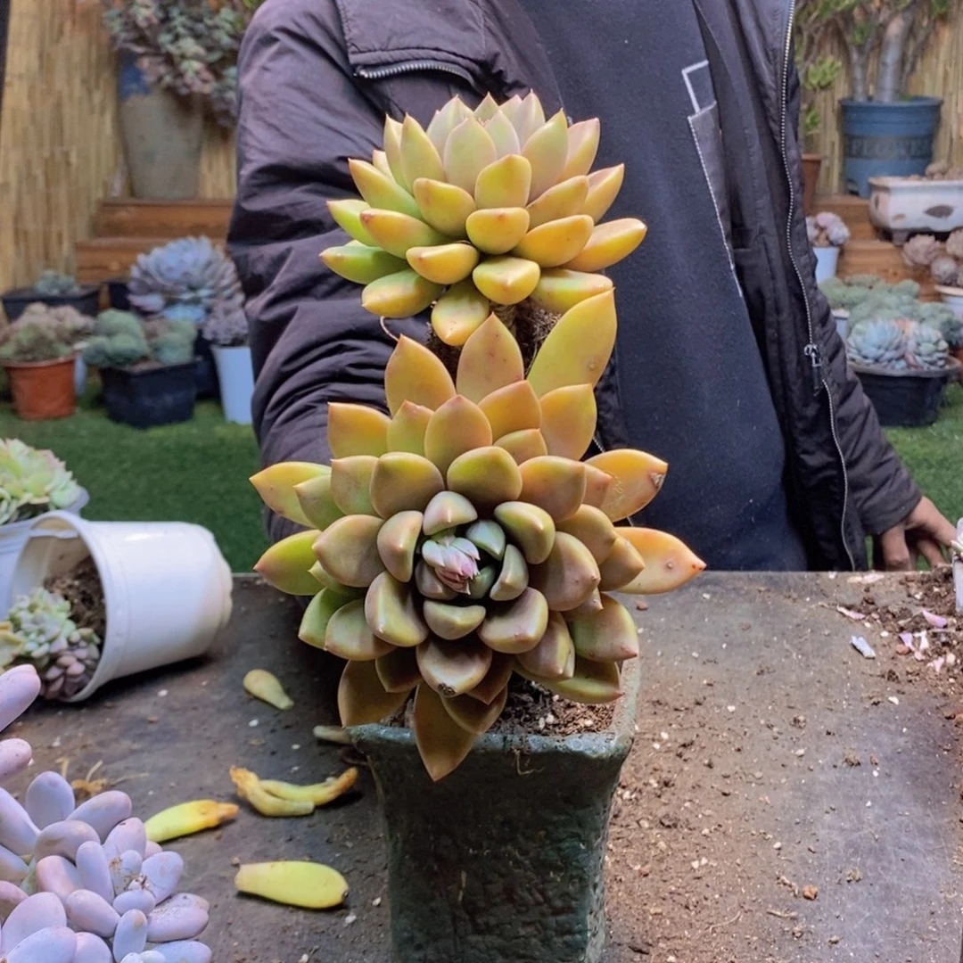 落***～157号象牙多肉植物