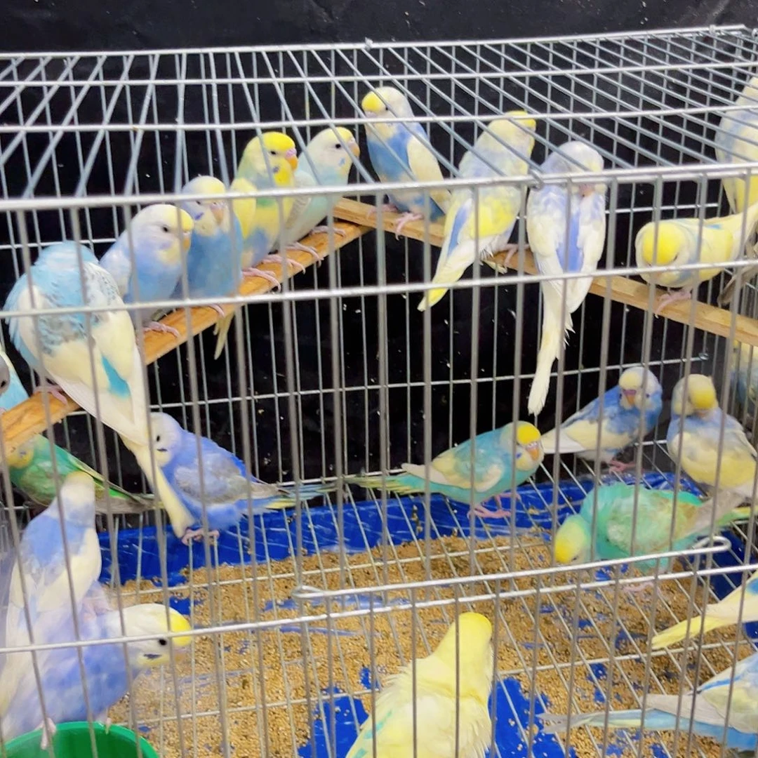 虎皮鹦鹉粉丝福利假日特惠金彩虎皮鹦鹉