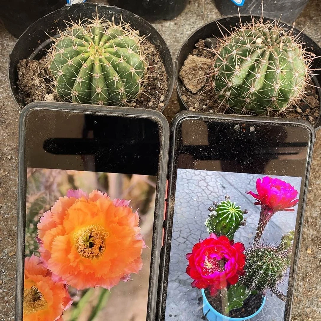 热带魔法和朱颜自根球5公分以上