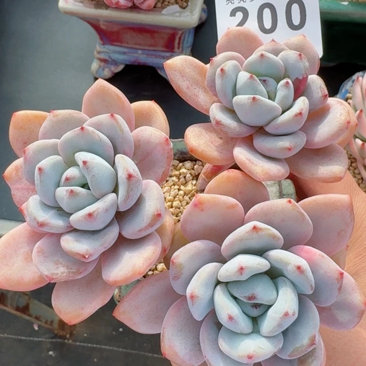 星星雪         精控精养多肉植物