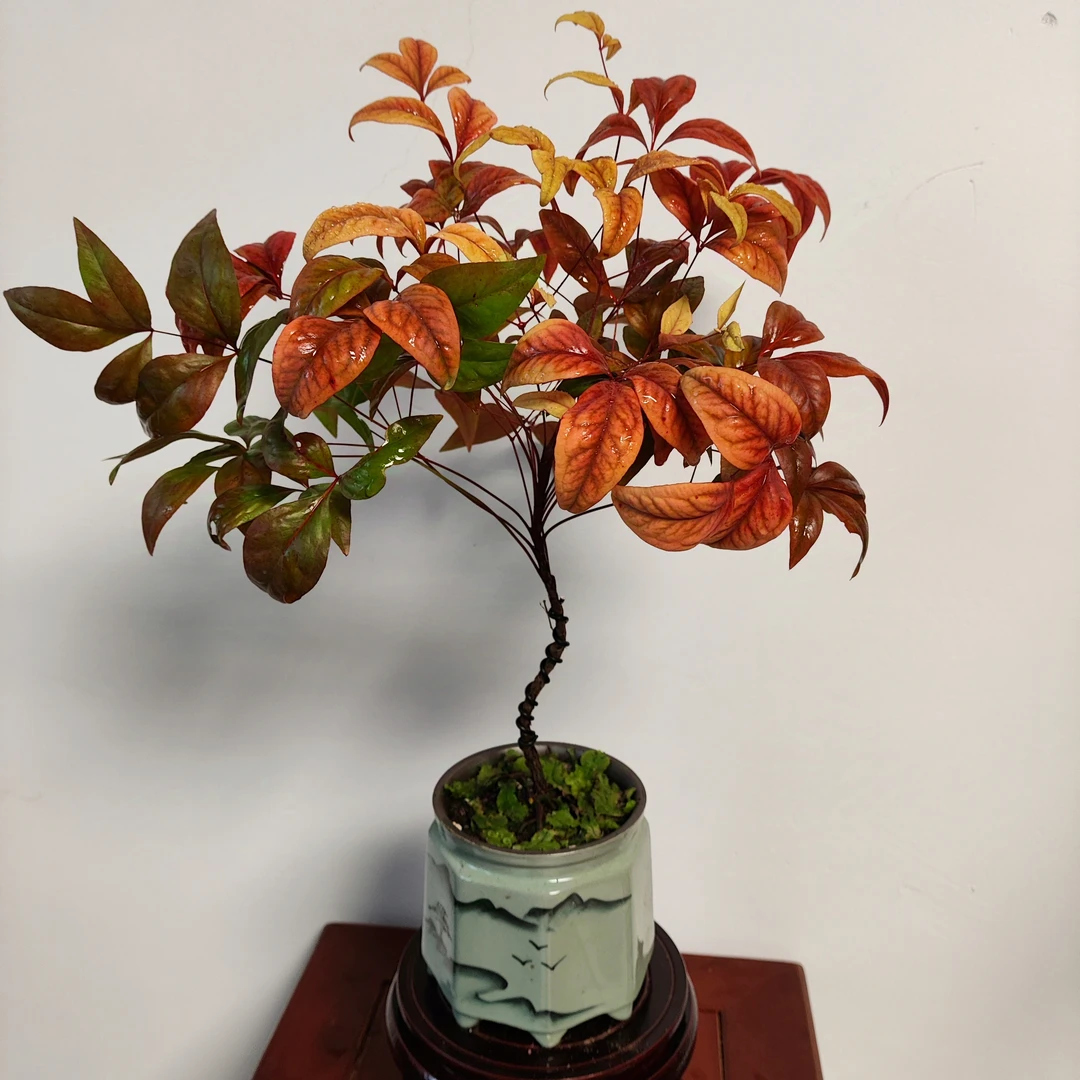 山水青瓷盆款南天竹盆栽禅意桌面摆件