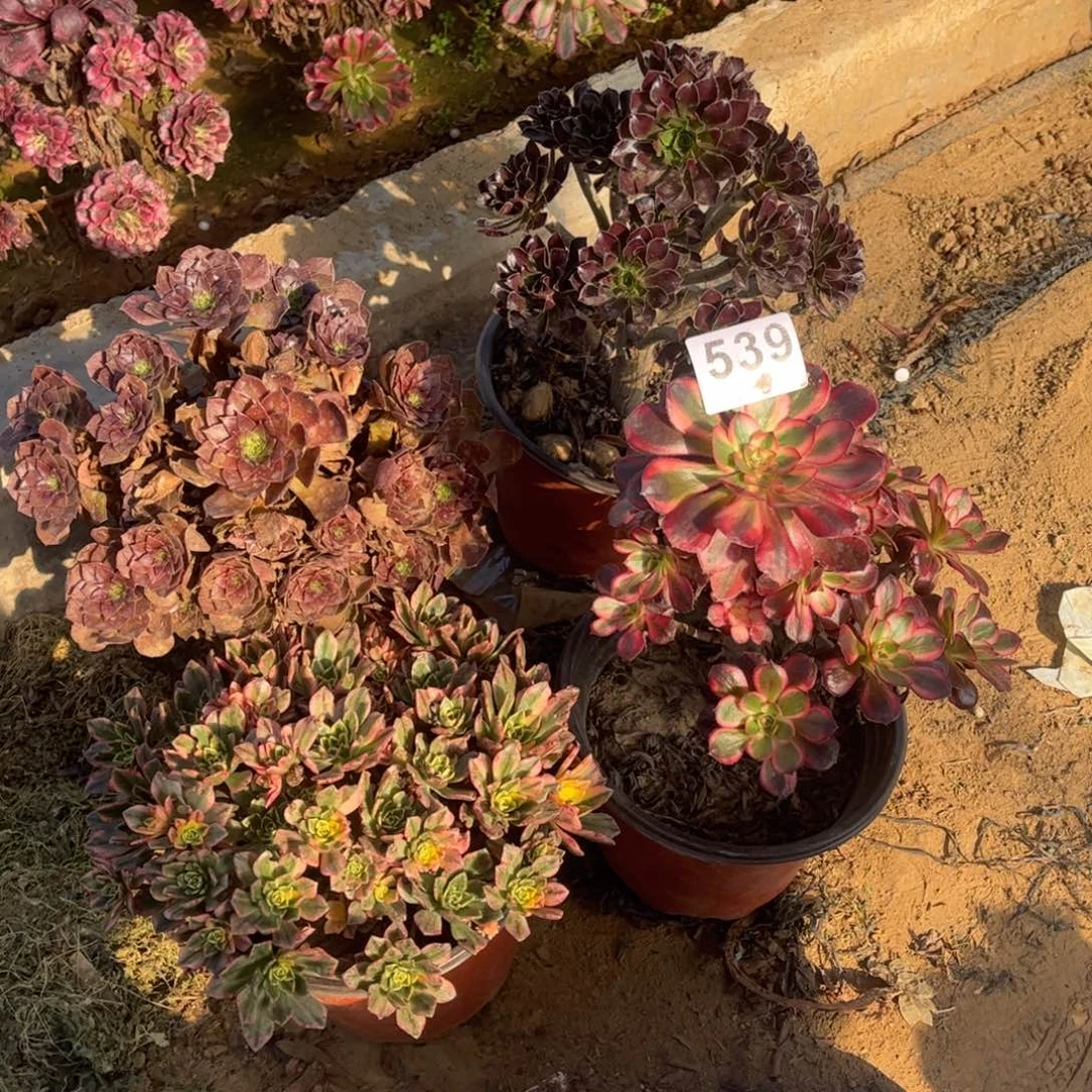 套餐四颗539不包断枝