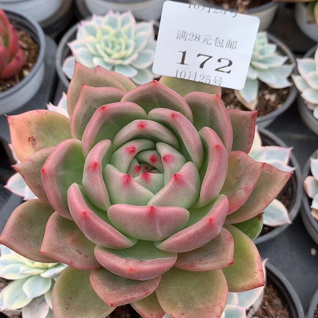 【闪购商品】云172号