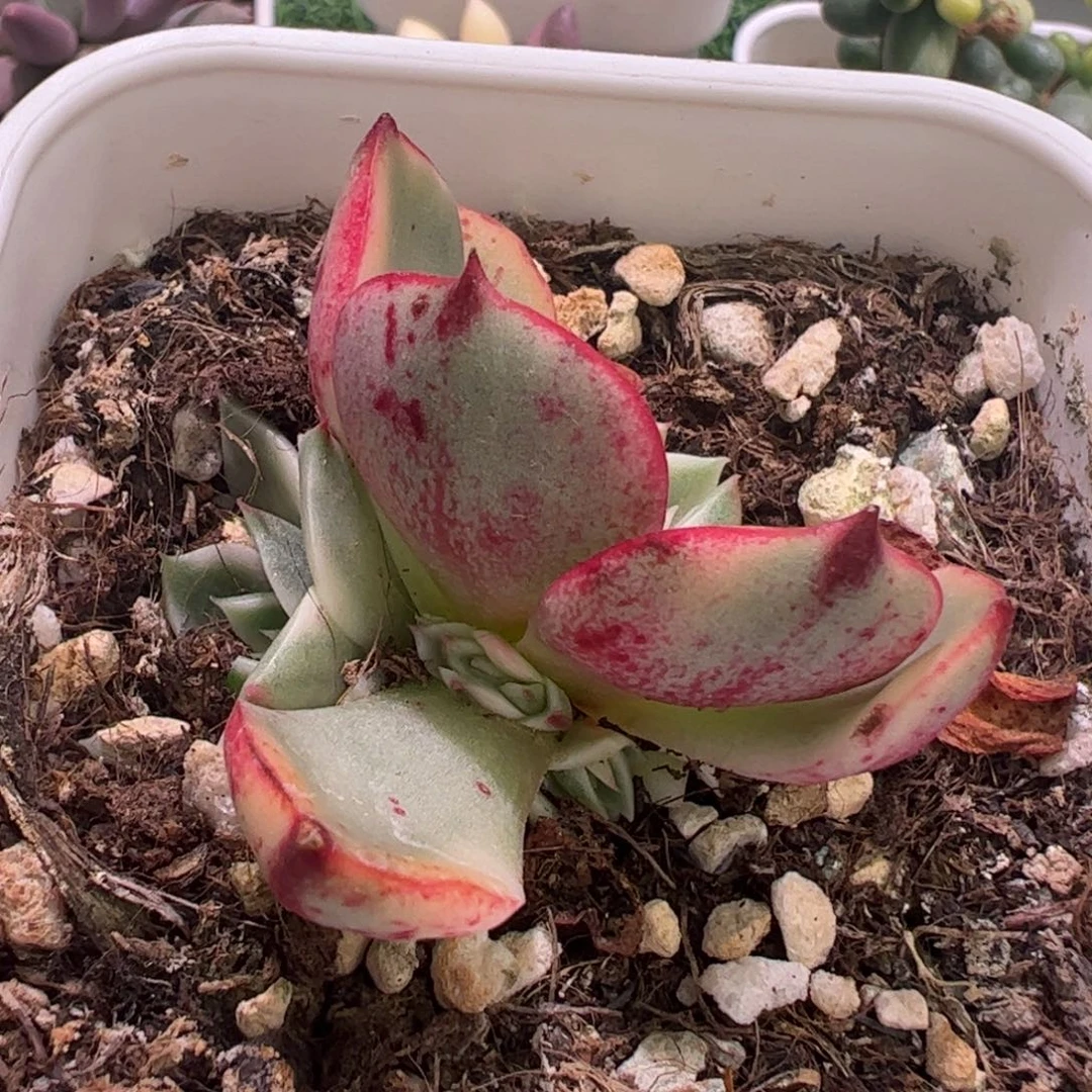 随**起多肉植物多肉植物