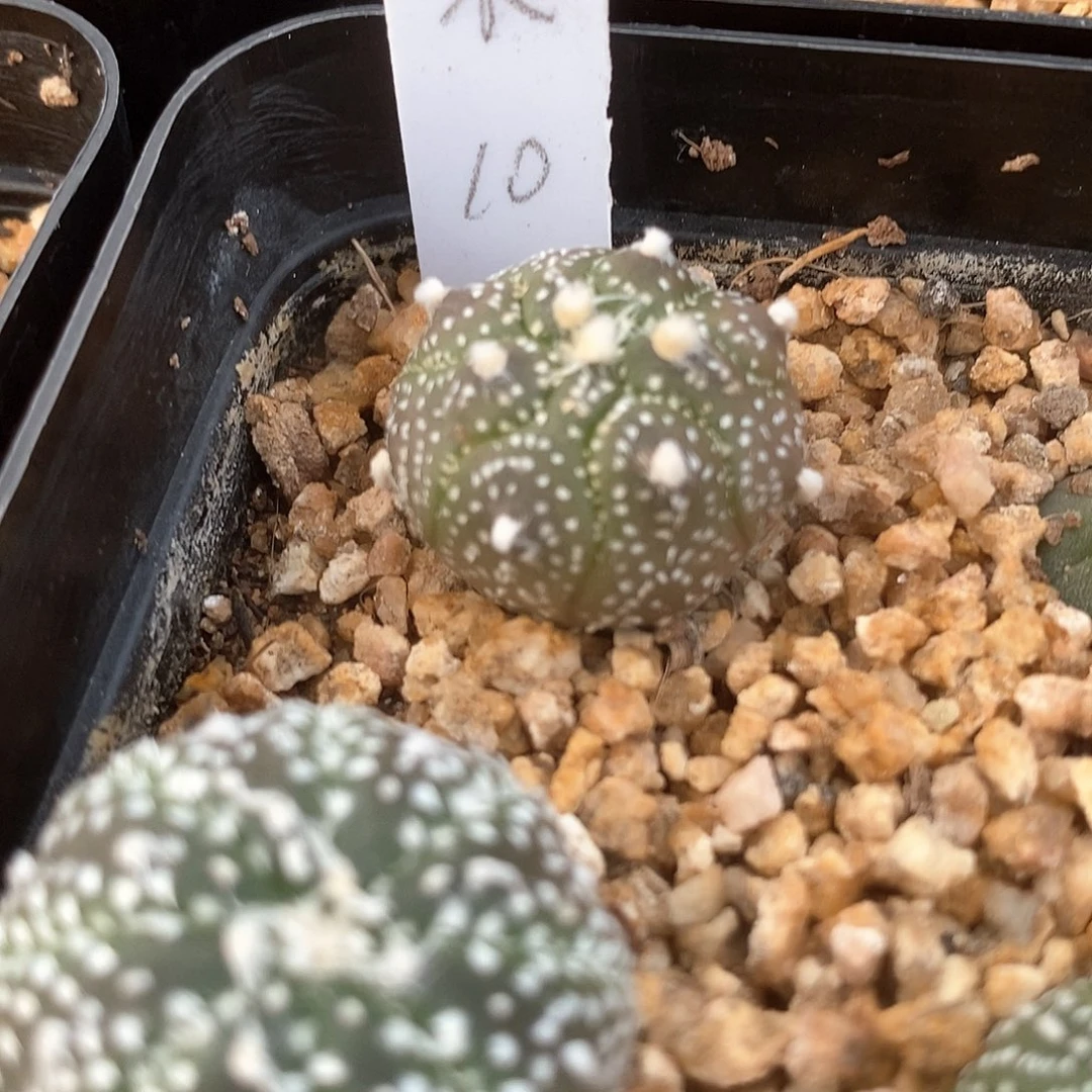 小**呀土土土花花花花花花花花