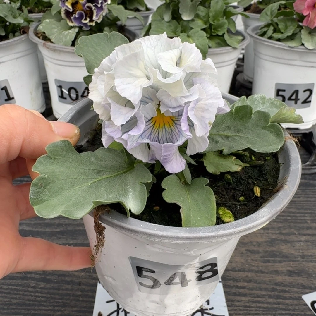 全部花朵548号木村