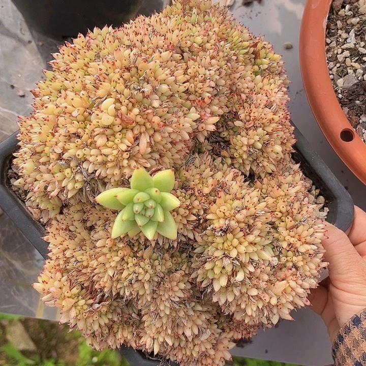 虎鲸1321多肉植物