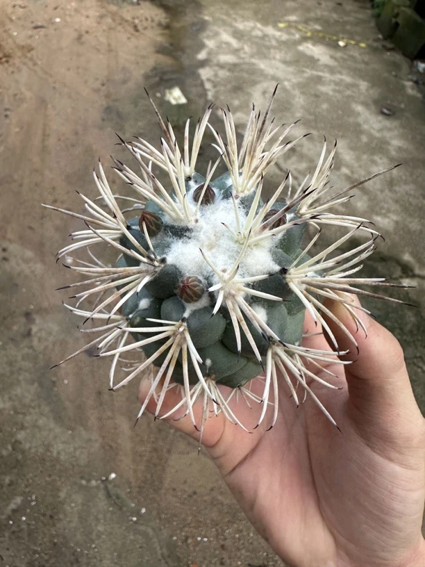 仙人球直播综合链接龙角冠