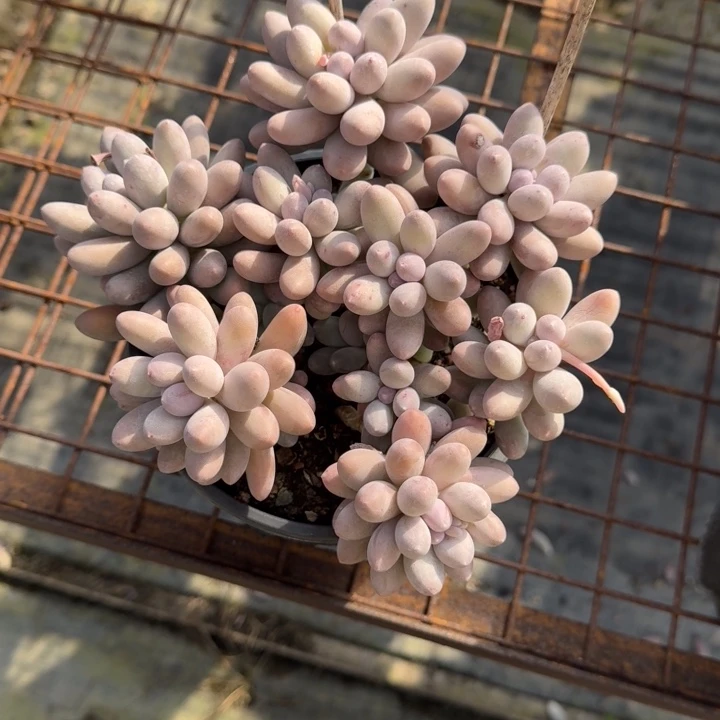 不知名多肉植物绿植