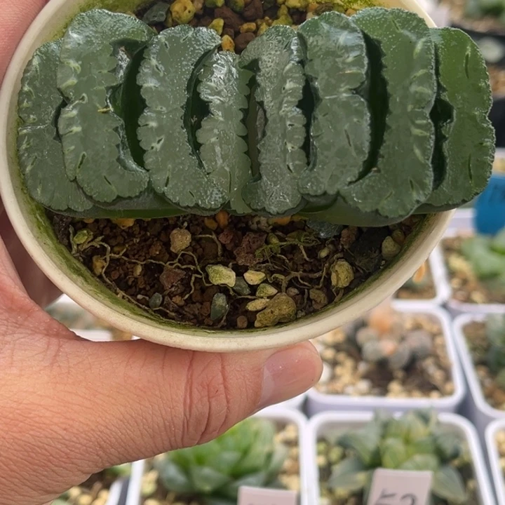 134白岩鬼发发发发发发