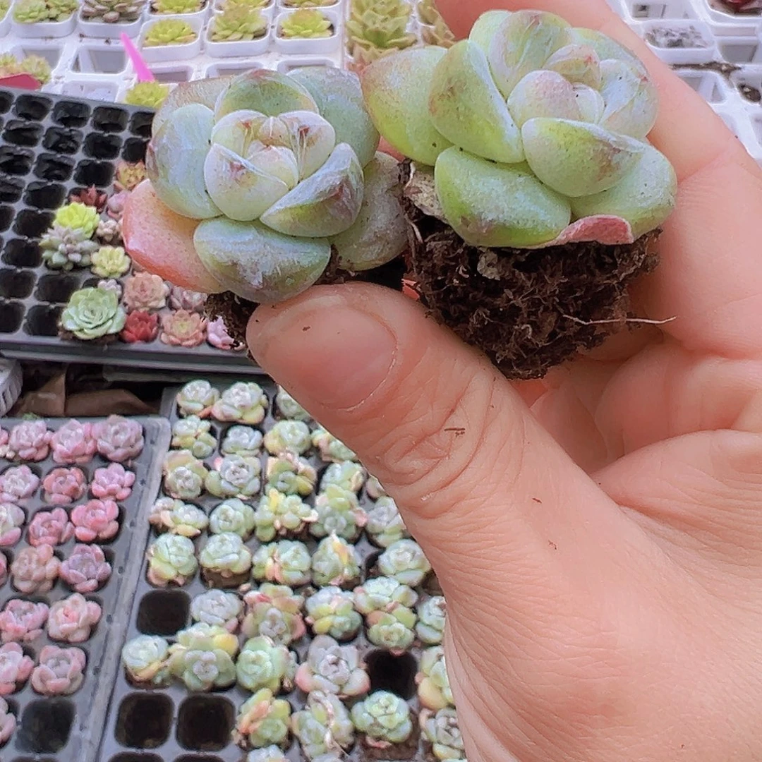穴盘翡翠冰玉5颗19包邮