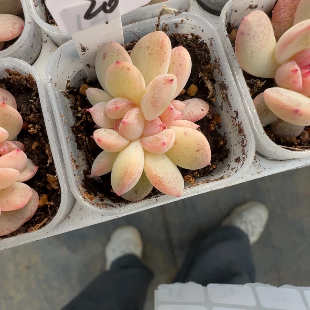 太***、20开播福利甜心121