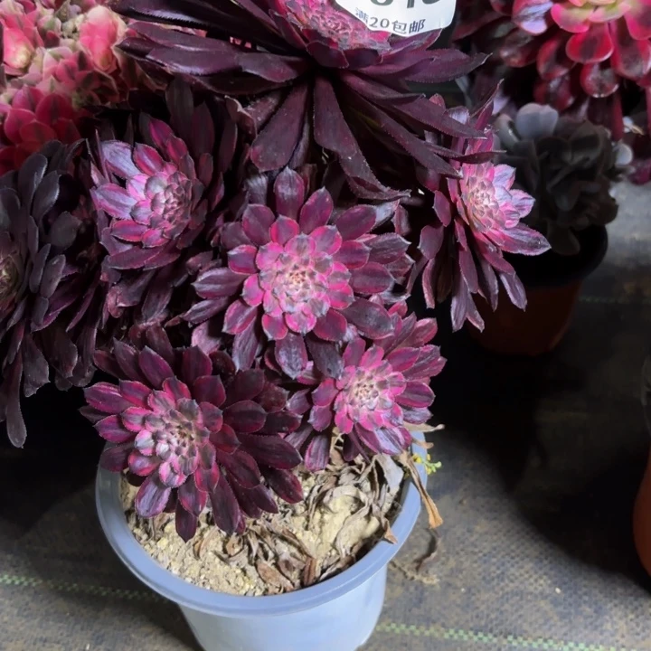 瑞妈一物一拍513