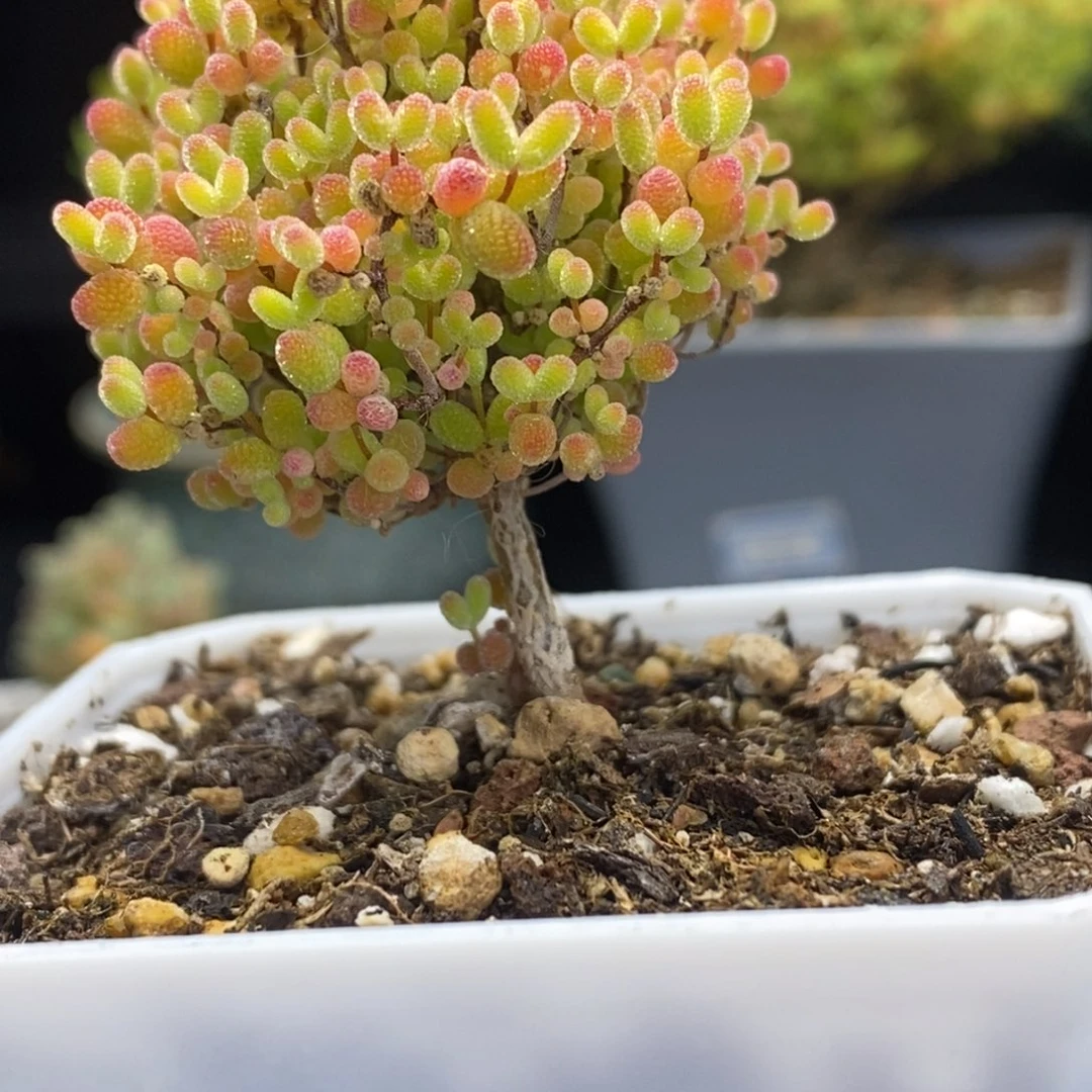 星*·24号蜜橘糖球多肉